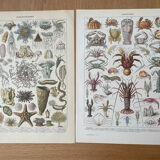 Set of 2 lithographs on the marine world