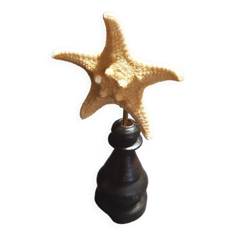 Cabinet of Curiosities starfish protoreaster nodosus on base