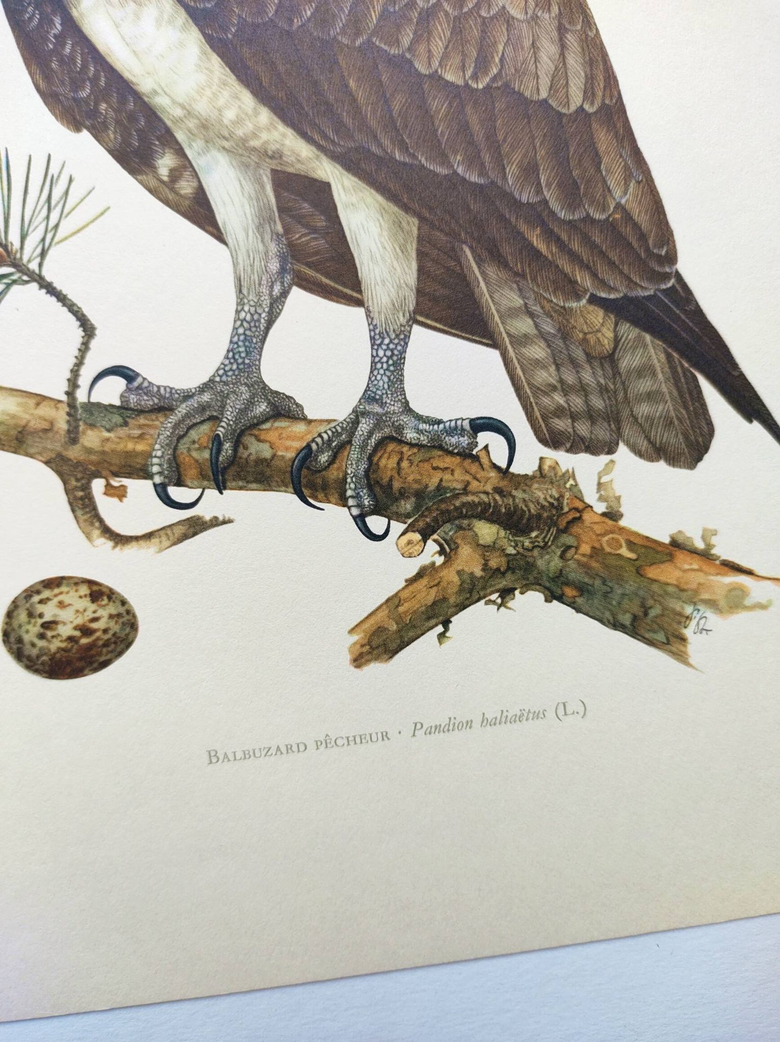 Old bird plate from the 1960s - Osprey - Zoology and ornithology illustration