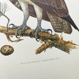 Old bird plate from the 1960s - Osprey - Zoology and ornithology illustration