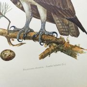 Old bird plate from the 1960s - Osprey - Zoology and ornithology illustration