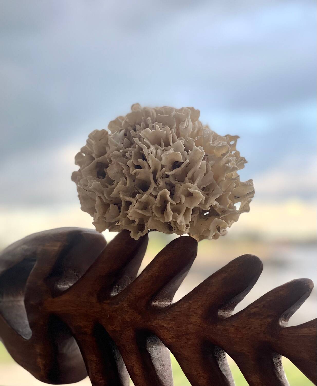 Ancient coral