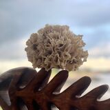 Corail ancien
