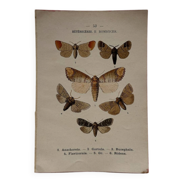 Gravure naturaliste  Papillon 19eme affiche botanique originale 1800