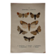 Naturalist engraving Butterfly 19th-century original botanical poster 1800