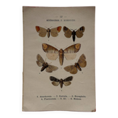 Naturalist engraving Butterfly 19th-century original botanical poster 1800