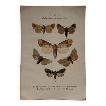 Naturalist engraving Butterfly 19th-century original botanical poster 1800