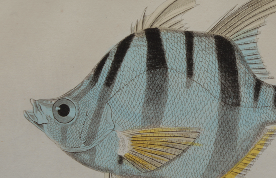 Lithography engraving vintage fish - 1850