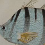 Lithography engraving vintage fish - 1850