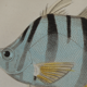 Lithography engraving vintage fish - 1850