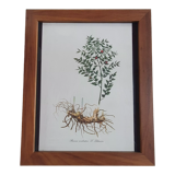 Frame table lithograph botannic vintage plant 34cm 29cm