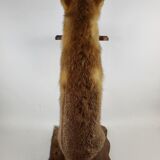 Stuffed Taxidermy Fox Stuffed