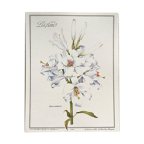 Botanical plank the White Lily