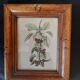 Ensemble de 2 cadres anciens avec reproduction fruits