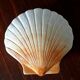 Ceramic shell 1960