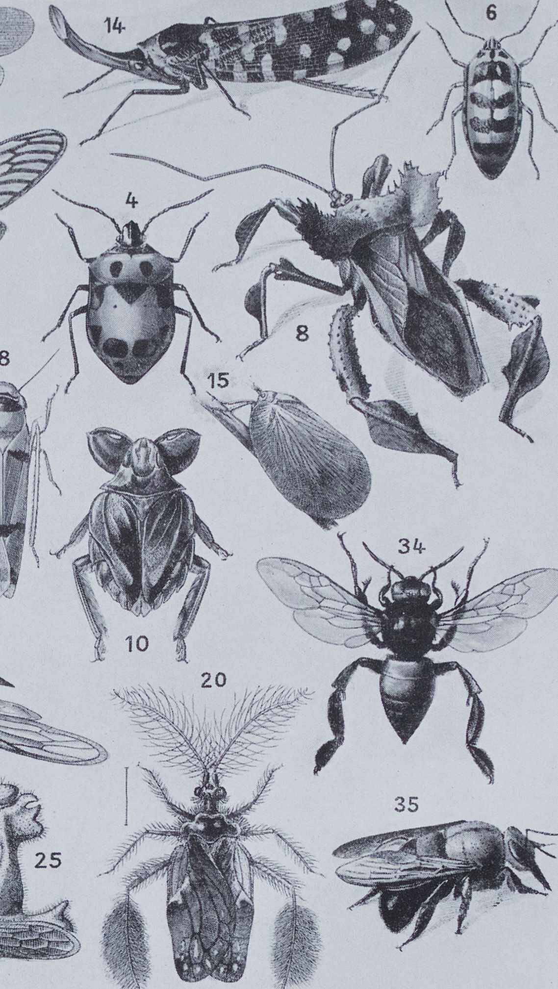 Original plate from 1930: insects, the art of scientific detail.