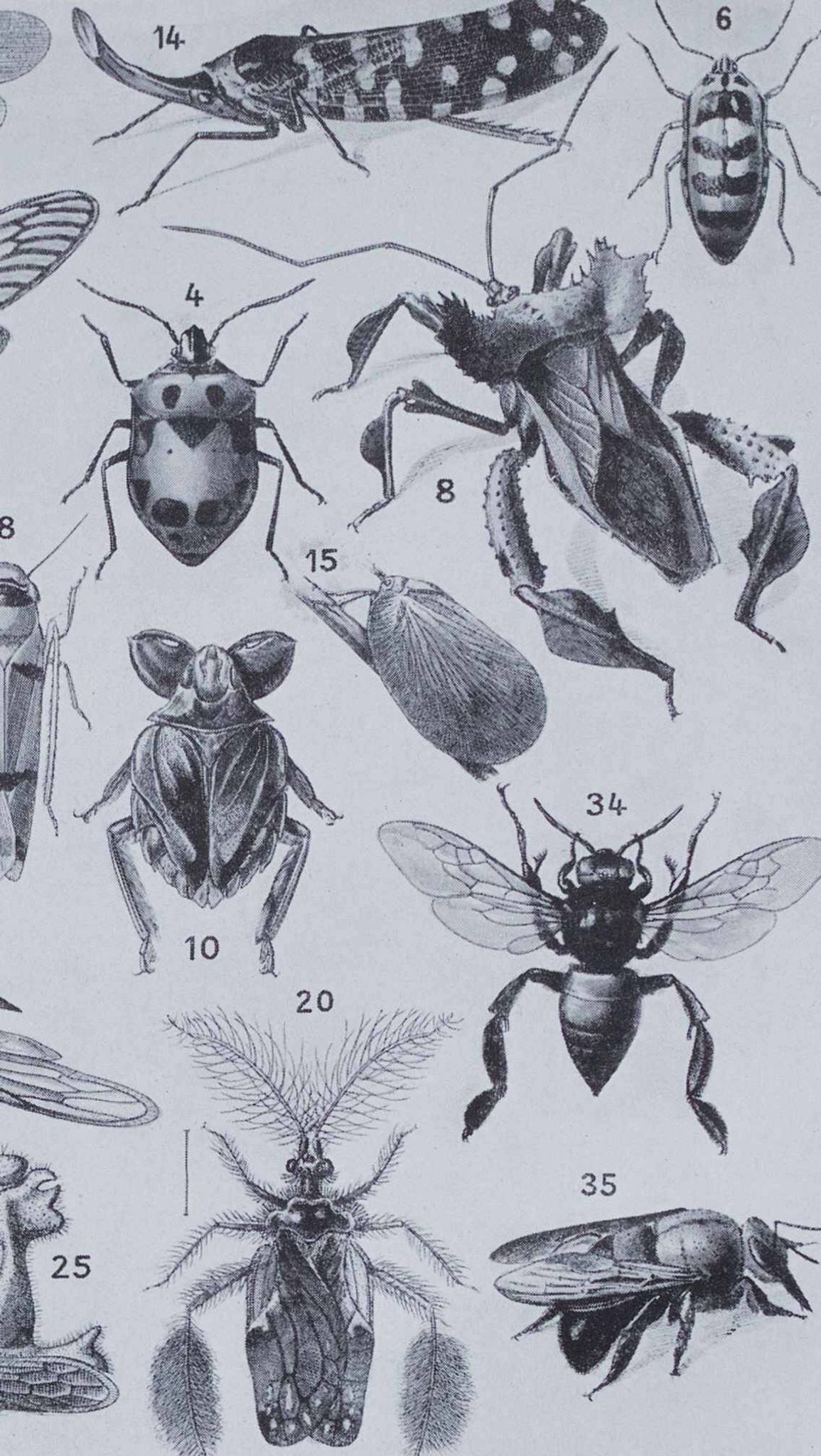 Original plate from 1930: insects, the art of scientific detail.
