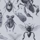 Original plate from 1930: insects, the art of scientific detail.