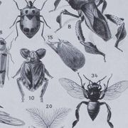 Original plate from 1930: insects, the art of scientific detail.