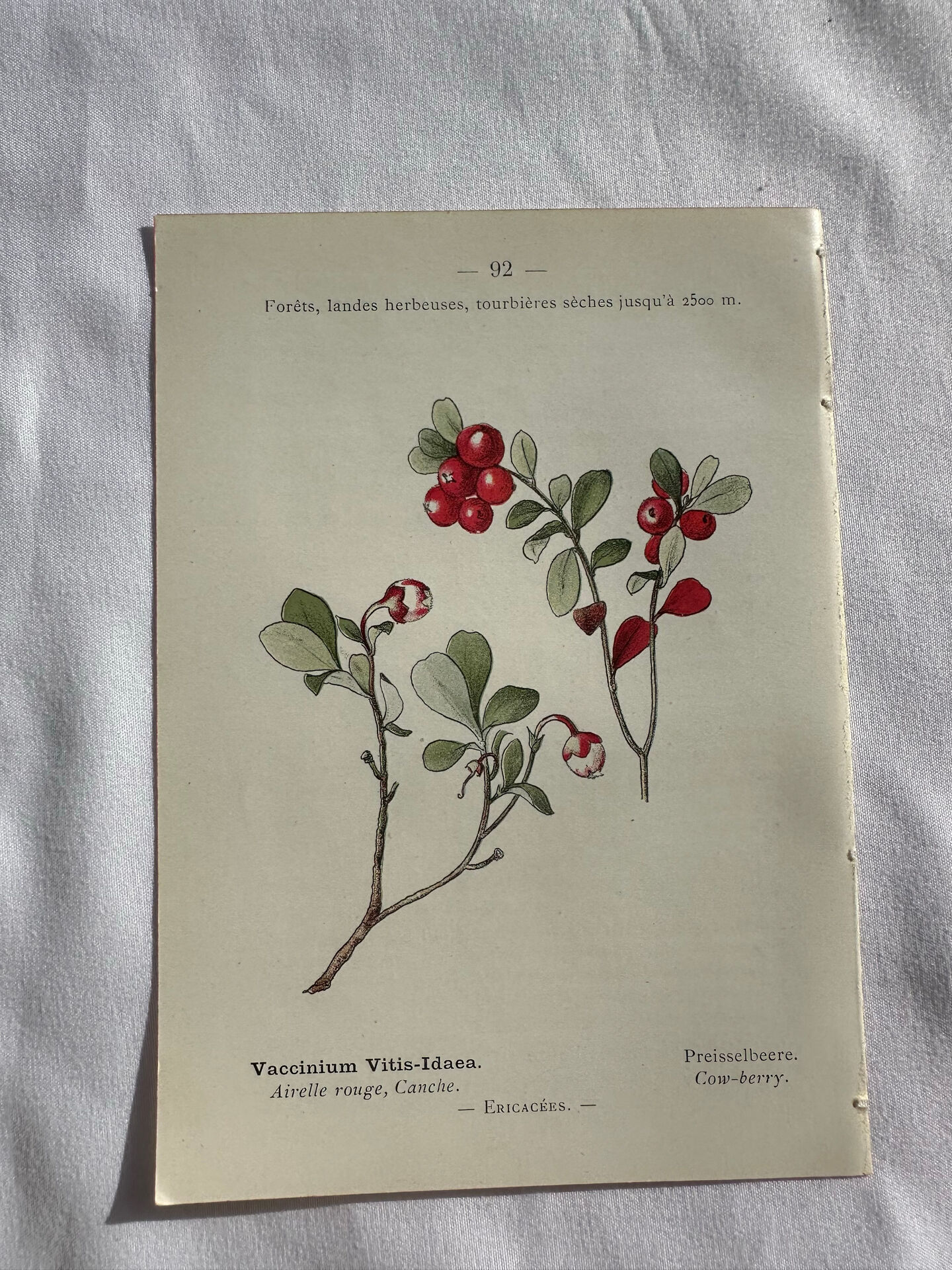 Naturalist Plate – 19th Century Botanical Engraving, Double-Sided