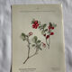 Naturalist Plate – 19th Century Botanical Engraving, Double-Sided