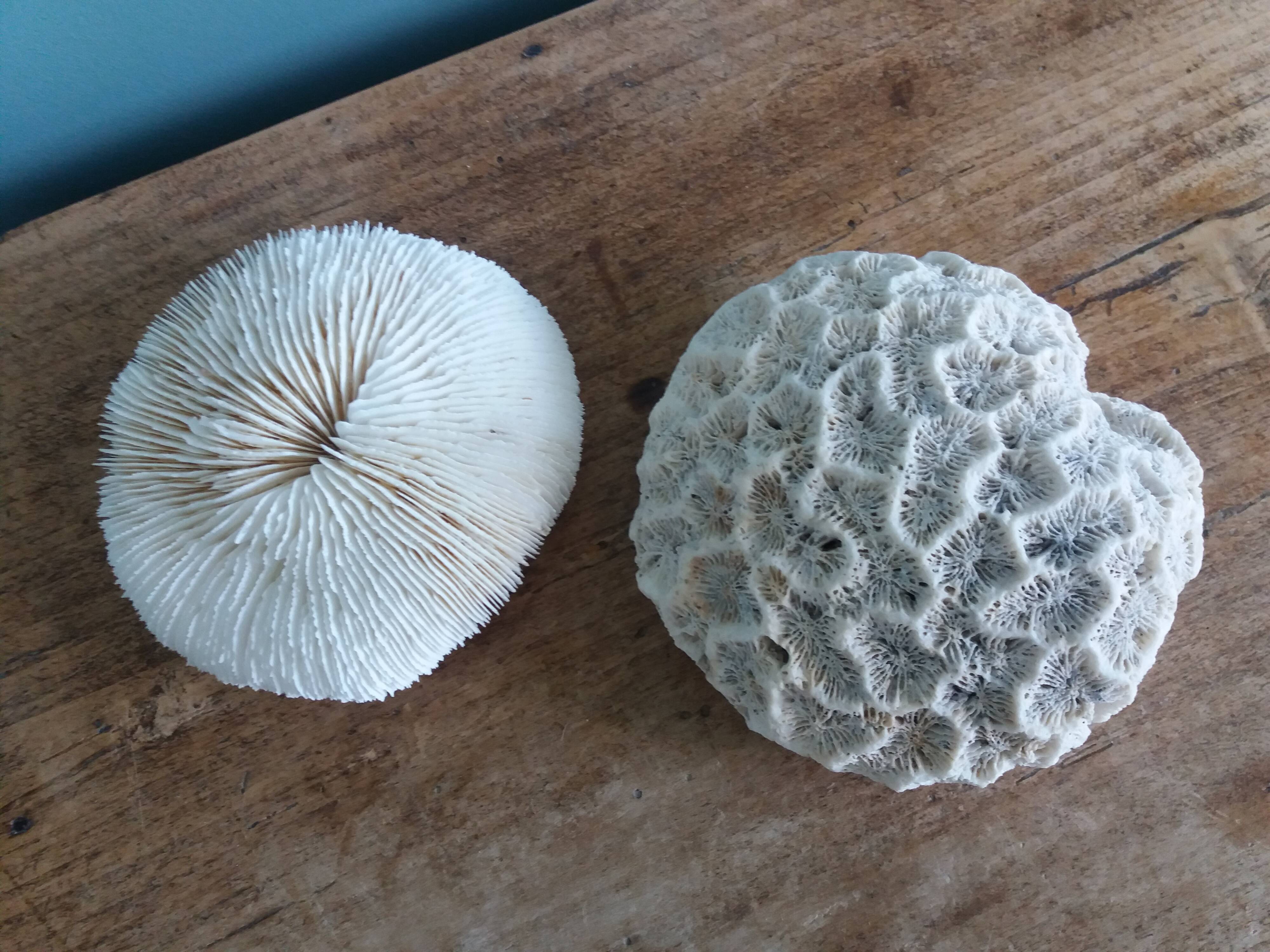 mushroom coral Fungia and Mussismilia brain coral