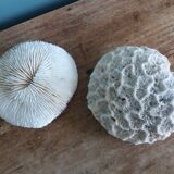 mushroom coral Fungia and Mussismilia brain coral