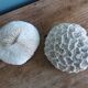 corail champignon Fungia et Mussismilia corail cerveau