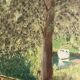 Landscape in oil on canvas signed
