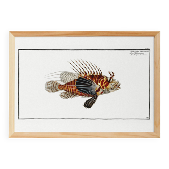 Poster about the scorpionfish, based on an old engraving from 1746.