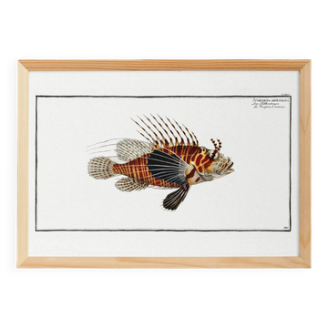 Poster about the scorpionfish, based on an old engraving from 1746.