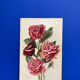 Old rose watercolor