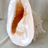 Rare and Large "Cassis Cornuta", Horned Helmet 32 cm, TBE