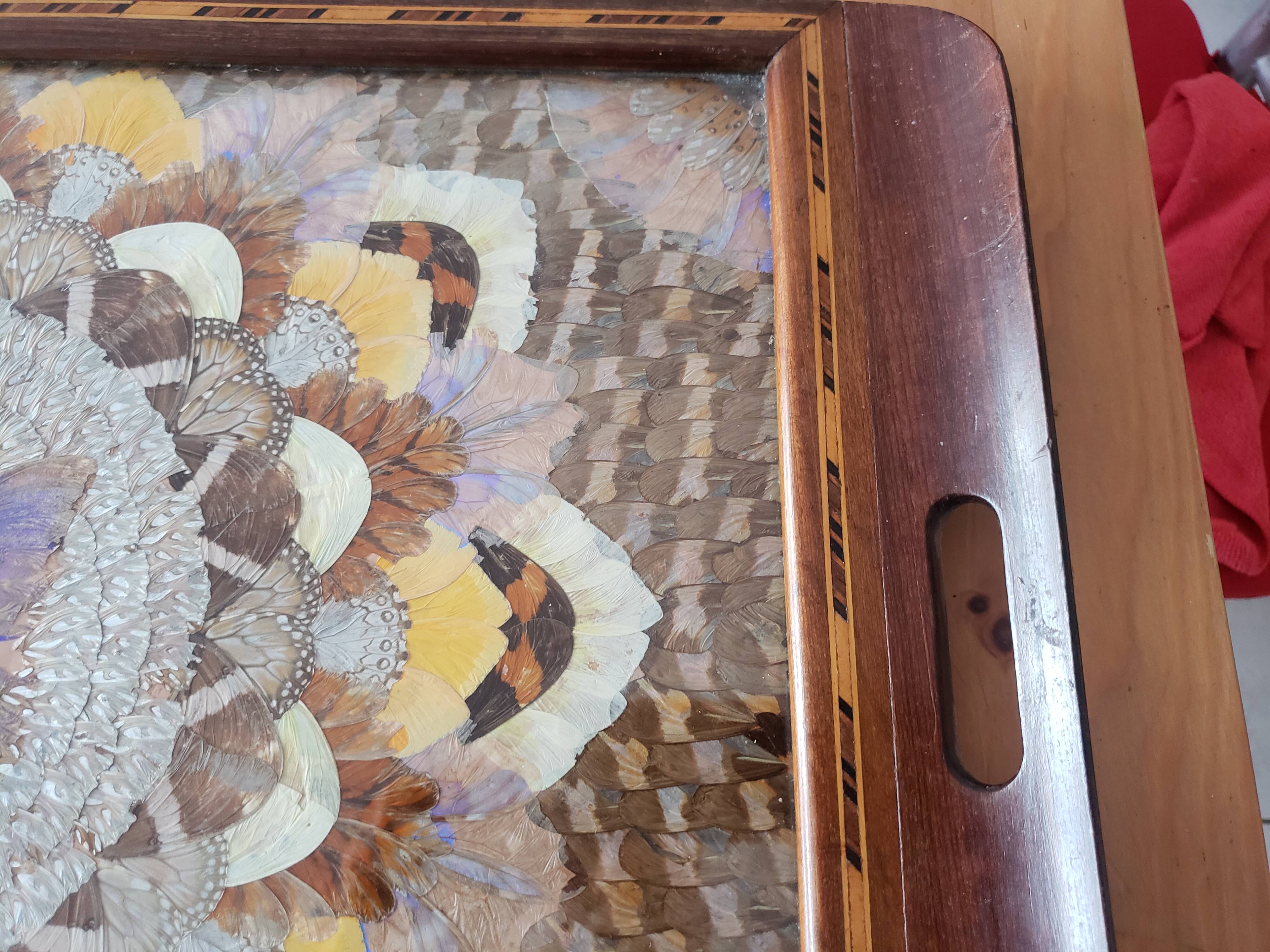 Butterfly wing tray