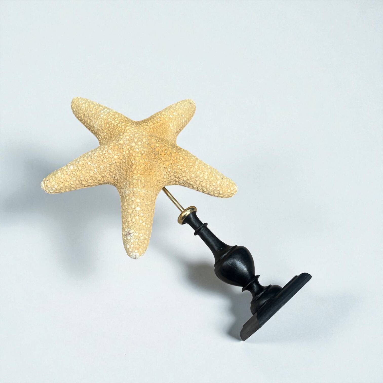 Starfish on a turned wooden base, late 19th century - cabinet of curiosities
