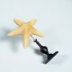Starfish on a turned wooden base, late 19th century - cabinet of curiosities