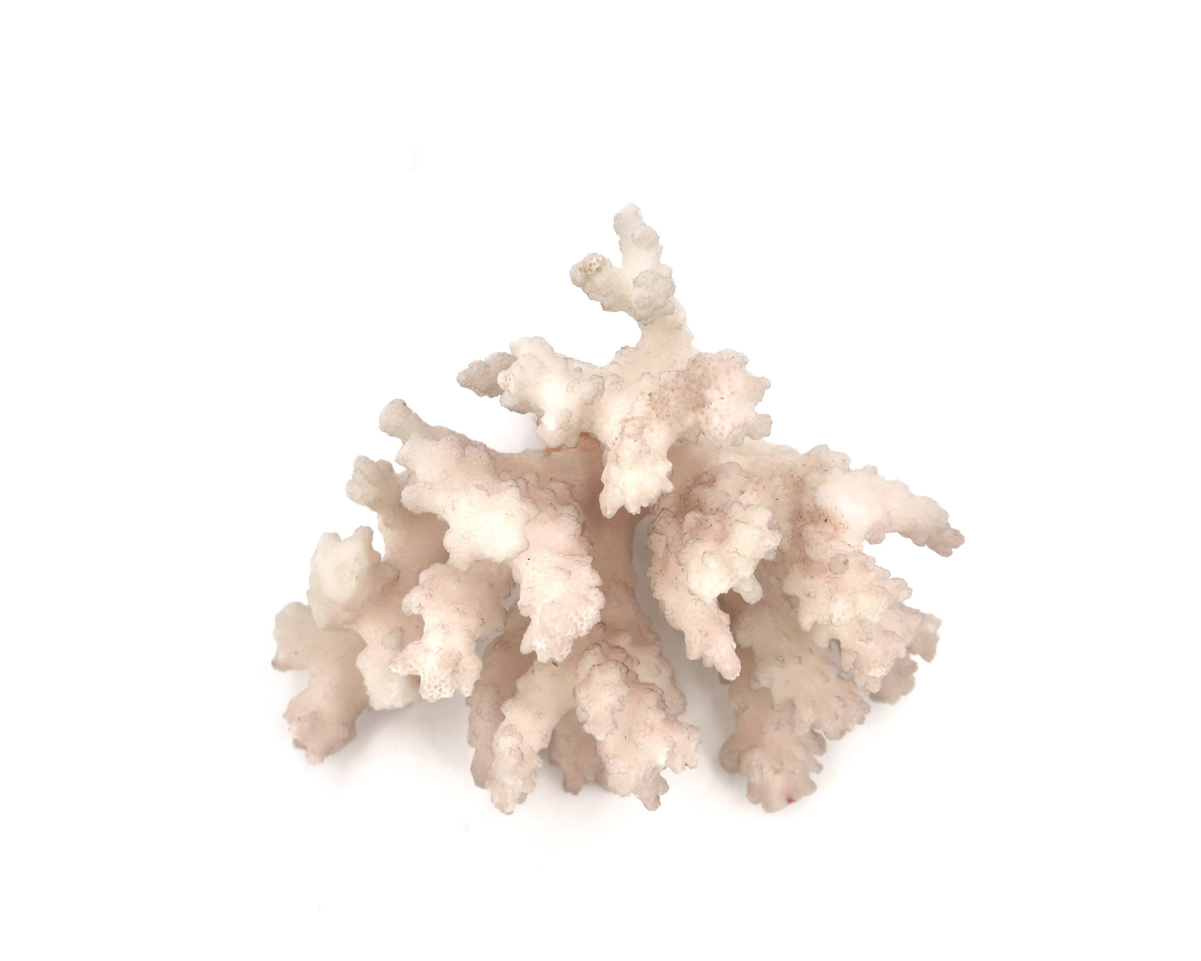 Natural vintage white coral branch, 1970s curiosity cabinet