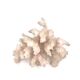 Natural vintage white coral branch, 1970s curiosity cabinet