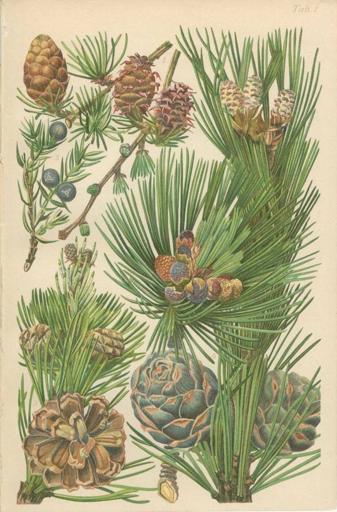 Coniferous, juniper, mountain pine, fir