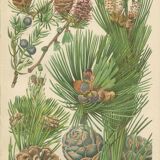 Coniferous, juniper, mountain pine, fir