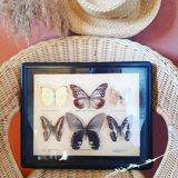 Black frame of stuffed butterflies