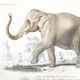 Affiche en couleurs représentant l'éléphant d'Asie