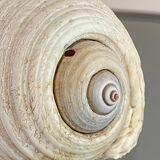 Coquillage de mer Tonna Galea vintage