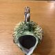 Gerbier grape pitcher