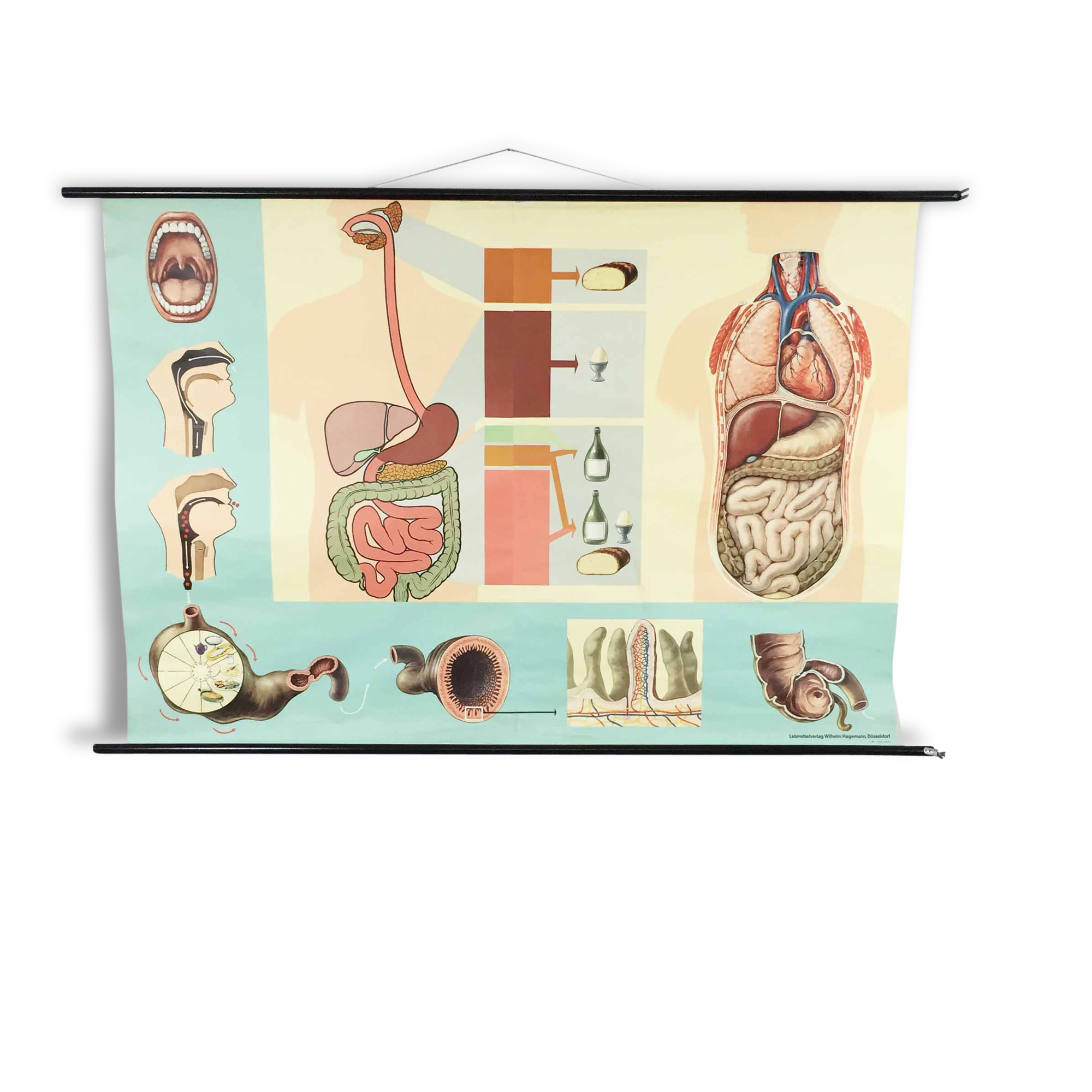 Educational pull-down Jung Koch school map human anatomy chart