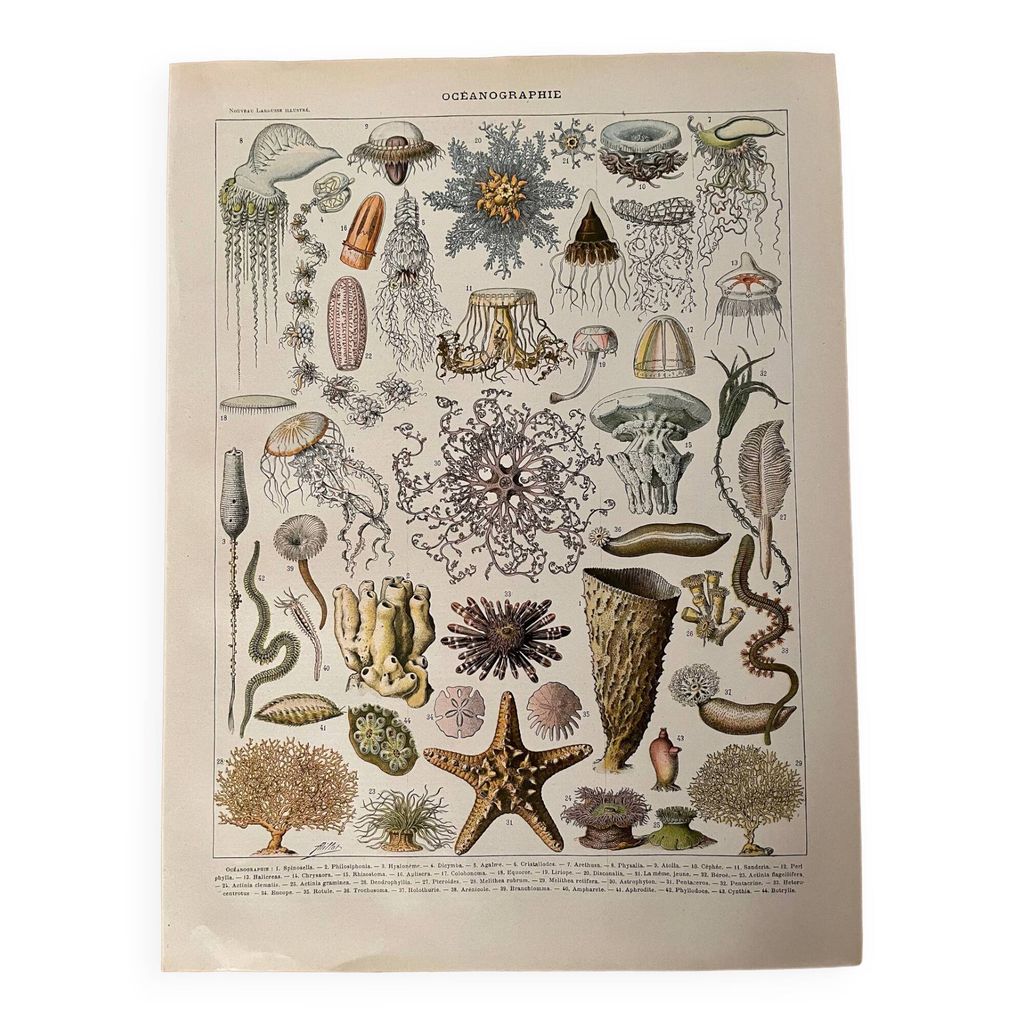 Lithographie sur l'océanographie - 1900 | Selency