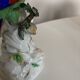 19th century Saxony porcelain parrot signed