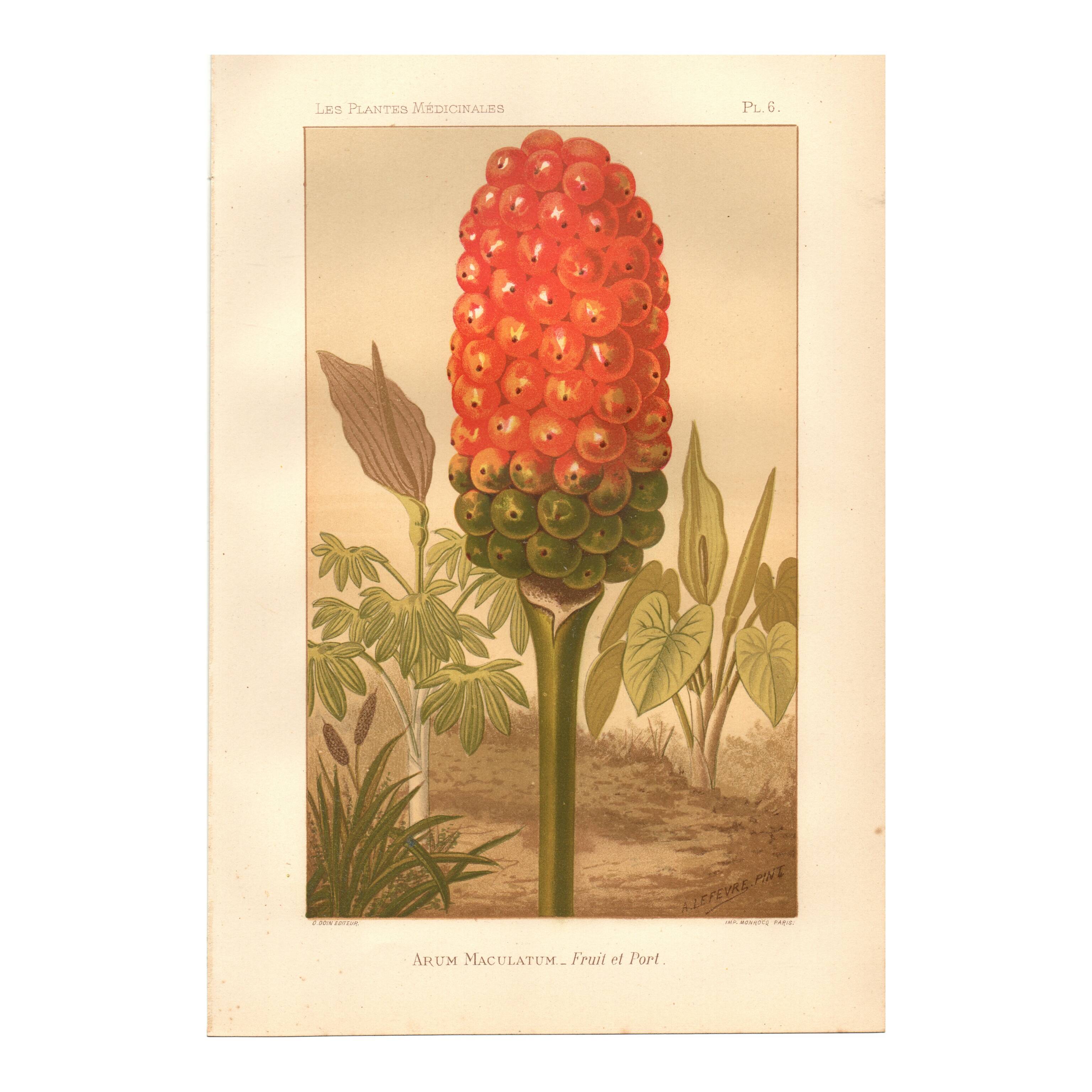 Gravure ancienne 1889 - Arum tacheté par A. Lefevre - Planche botanique