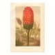 Gravure ancienne 1889 - Arum tacheté par A. Lefevre - Planche botanique