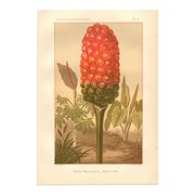 Antique engraving 1889 - Spotted Arum by A. Lefevre - Botanical plate